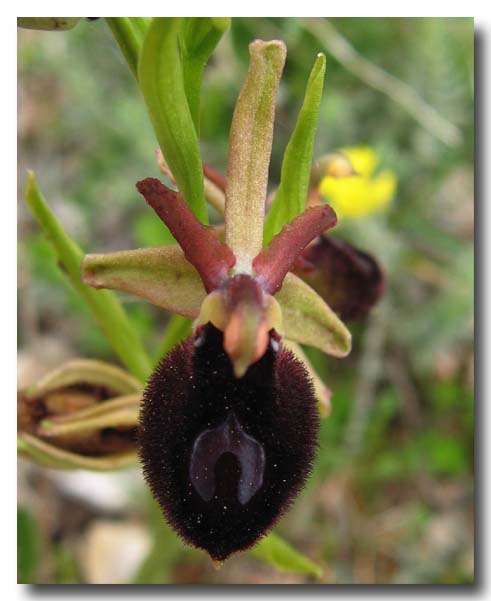 Ophrys: gruppo Ophrys bertolonii